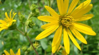 Rosin Weed, Wholeleaf Rosinweed - Silphium integrifolium 3