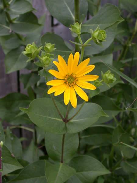 Rosin Weed, Wholeleaf Rosinweed - Silphium integrifolium