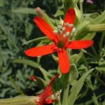 Royal Catchfly - Silene regia 2