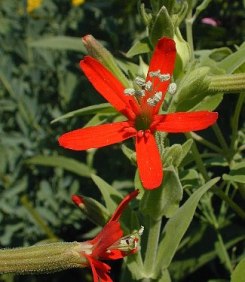 Royal Catchfly - Silene regia 2