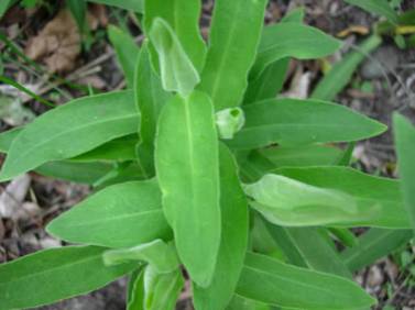 Royal Catchfly - Silene regia