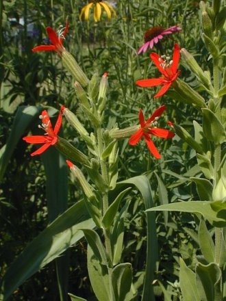 Royal Catchfly - Silene regia 5