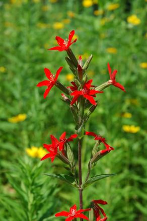 Royal Catchfly - Silene regia 4