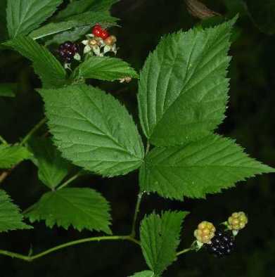 Northern Dewberry, Prickly Dewberry - Rubus flagellaris 3
