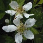 Northern Dewberry, Prickly Dewberry - Rubus flagellaris 4