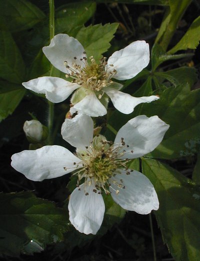 Northern Dewberry, Prickly Dewberry - Rubus flagellaris 4