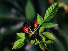 Northern Dewberry, Prickly Dewberry - Rubus flagellaris