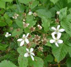Northern Dewberry, Prickly Dewberry - Rubus flagellaris 2