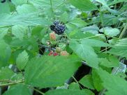 Blackcap Raspberry, Tall Blackberry, Black Raspberry - Rubus occidentalis 2