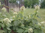 Blackcap Raspberry, Tall Blackberry, Black Raspberry - Rubus occidentalis 3