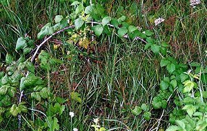 Blackcap Raspberry, Tall Blackberry, Black Raspberry - Rubus occidentalis