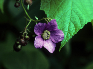Purpleflowering Raspberry, Flowering Raspberry, Fragrant Thimbleberry - Rubus odoratus 2