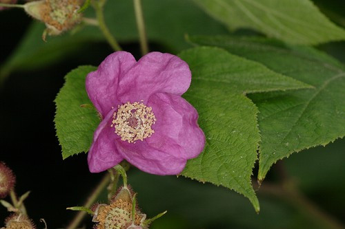 Purpleflowering Raspberry, Flowering Raspberry, Fragrant Thimbleberry - Rubus odoratus 4