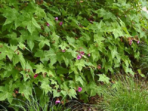 Purpleflowering Raspberry, Flowering Raspberry, Fragrant Thimbleberry - Rubus odoratus 3