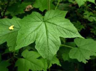 Purpleflowering Raspberry, Flowering Raspberry, Fragrant Thimbleberry - Rubus odoratus