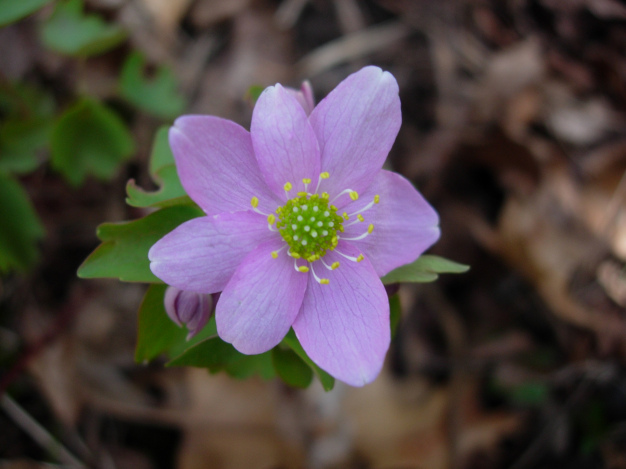 Rue Anemone - Anemonella thalictroides