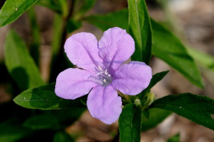 Carolina Wild Petunia - Ruellia caroliniensis