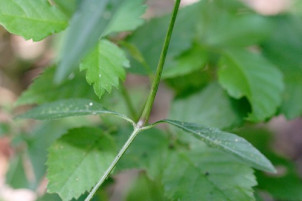 Carolina Wild Petunia - Ruellia caroliniensis 1