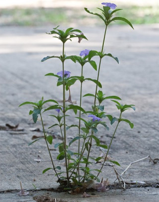 Carolina Wild Petunia - Ruellia caroliniensis 2