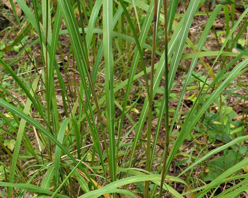 Silver Plumegrass, Fairy Wands - Saccharum alopecuroides (Erianthus alopecuroides) 3
