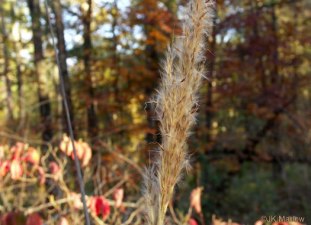 Silver Plumegrass, Fairy Wands - Saccharum alopecuroides (Erianthus alopecuroides)