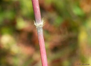Silver Plumegrass, Fairy Wands - Saccharum alopecuroides (Erianthus alopecuroides) 2