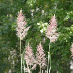 Sugarcane Plume Grass - Saccharum giganteum (Erianthus giganteum) 2