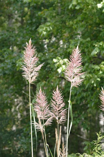 Sugarcane Plume Grass - Saccharum giganteum (Erianthus giganteum) 2