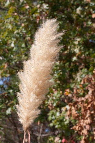 Sugarcane Plume Grass - Saccharum giganteum (Erianthus giganteum) 3