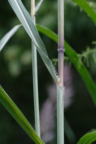 Sugarcane Plume Grass - Saccharum giganteum (Erianthus giganteum)