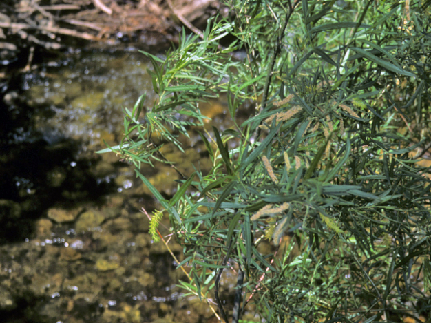 Sandbar Willow, Narrowleaf Willow, Coyote Willow - Salix exigua 2