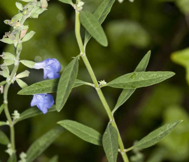 Blue Sage, Giant Blue Sage, Pitcher Sage, Azure Blue Sage - Salvia azurea 6