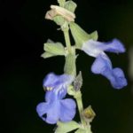 Blue Sage, Giant Blue Sage, Pitcher Sage, Azure Blue Sage - Salvia azurea 5