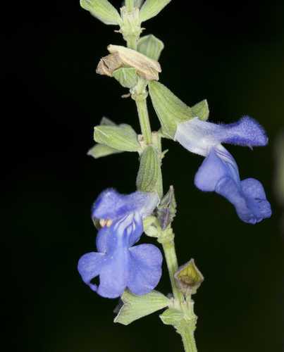 Blue Sage, Giant Blue Sage, Pitcher Sage, Azure Blue Sage - Salvia azurea 5