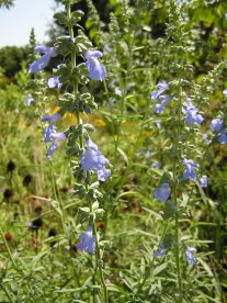 Blue Sage, Giant Blue Sage, Pitcher Sage, Azure Blue Sage - Salvia azurea 3