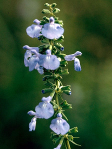 Blue Sage, Giant Blue Sage, Pitcher Sage, Azure Blue Sage - Salvia azurea 2