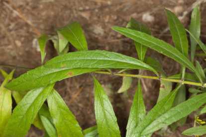 Blue Sage, Giant Blue Sage, Pitcher Sage, Azure Blue Sage - Salvia azurea 4