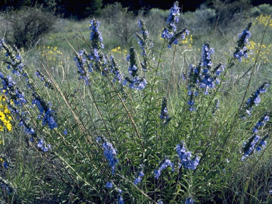 Blue Sage, Giant Blue Sage, Pitcher Sage, Azure Blue Sage - Salvia azurea 1