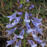 Lyre-Leaved Sage, Cancer Weed - Salvia lyrata