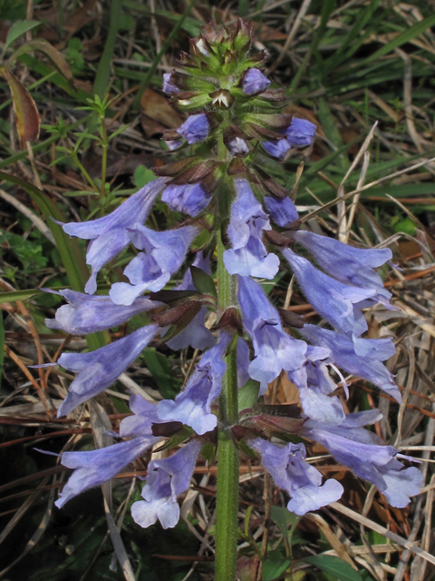 Lyre-Leaved Sage, Cancer Weed - Salvia lyrata