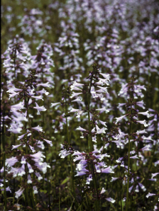 Lyre-Leaved Sage, Cancer Weed - Salvia lyrata 3