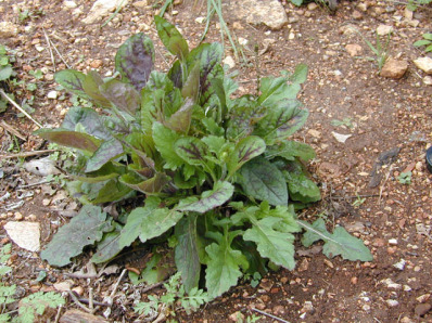 Lyre-Leaved Sage, Cancer Weed - Salvia lyrata 4