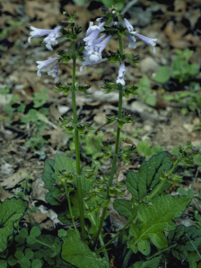 Lyre-Leaved Sage, Cancer Weed - Salvia lyrata 5