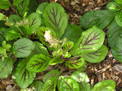 Lyre-Leaved Sage, Cancer Weed - Salvia lyrata 2