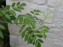 Elderberry, Common Elder, American Elder - Sambucus nigra ssp. canadensis (Sambucus canadensis) 4