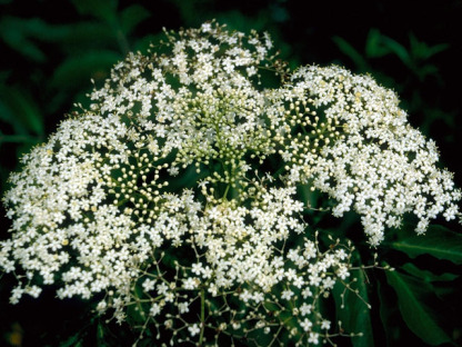 Elderberry, Common Elder, American Elder - Sambucus nigra ssp. canadensis (Sambucus canadensis)