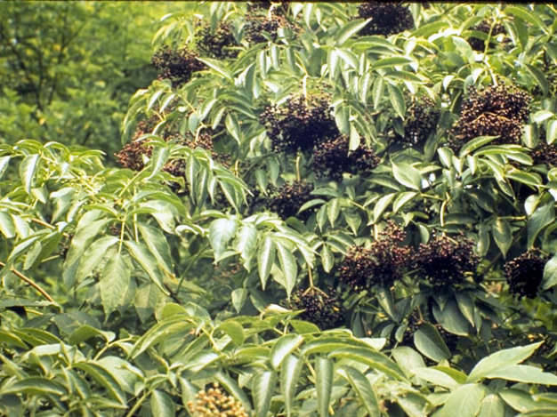 Elderberry, Common Elder, American Elder - Sambucus nigra ssp. canadensis (Sambucus canadensis) 3