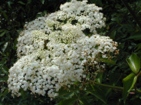 Elderberry, Common Elder, American Elder - Sambucus nigra ssp. canadensis (Sambucus canadensis) 5