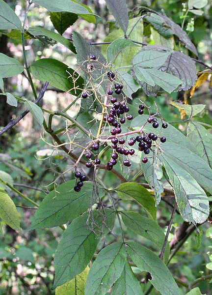 Elderberry, Common Elder, American Elder - Sambucus nigra ssp. canadensis (Sambucus canadensis) 2