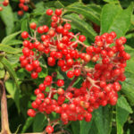 Scarlet Elder, Red-berried Elderberry, Red Elderberry - Sambucus racemosa (Sambucus pubens)